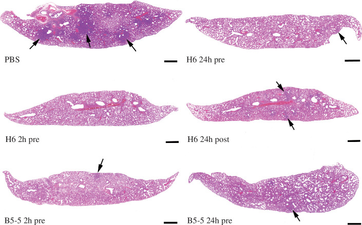 Lung histology. Lung sections of hamsters were infected IN with 104 PFU/100 μl SARS-CoV-2 and euthanized at day 7 post-infection