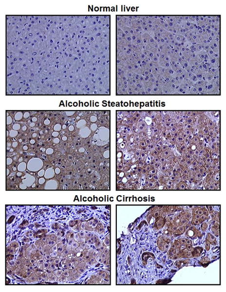 Fig.3