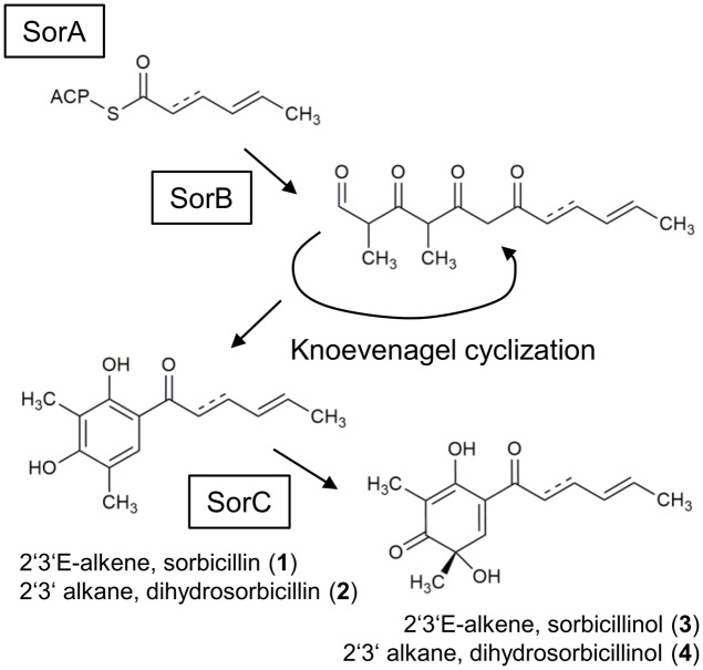 FIGURE 1