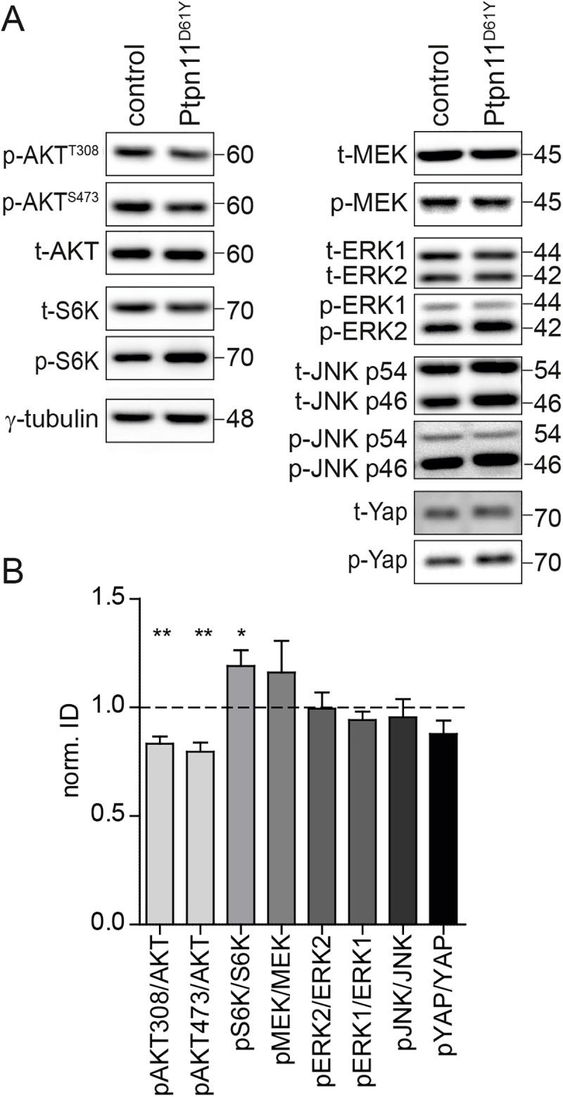 Fig 10