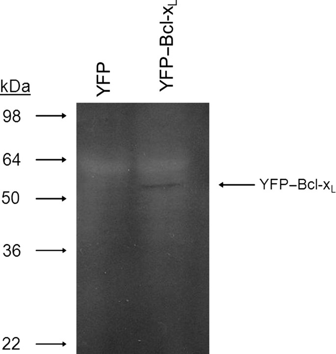 Fig. 2.