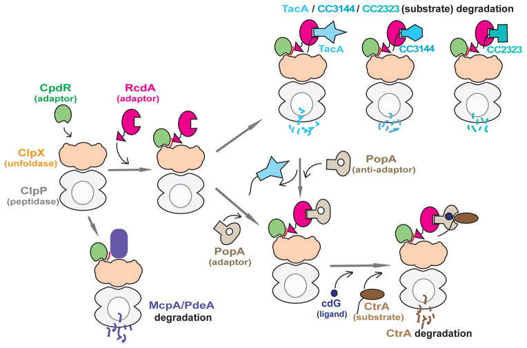 Figure 7