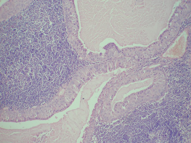 Fig. 8