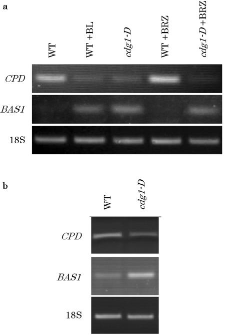 Figure 7.