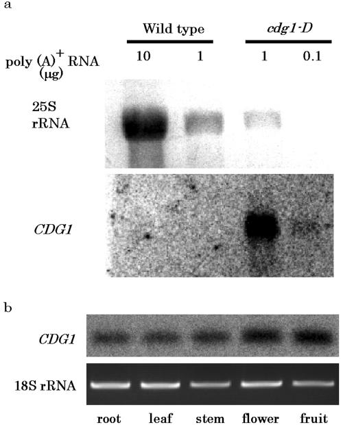 Figure 5.