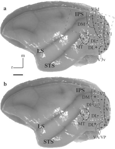 Fig 1.