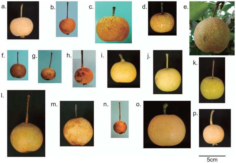 Fig. 1