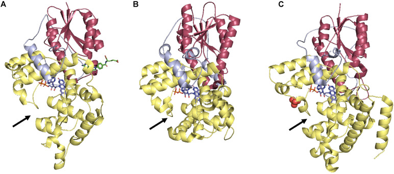 FIGURE 2