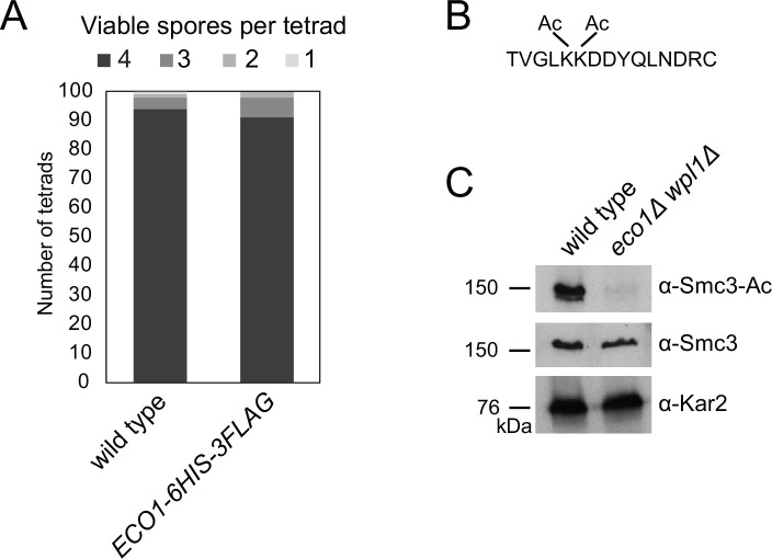 Figure 1—figure supplement 1.