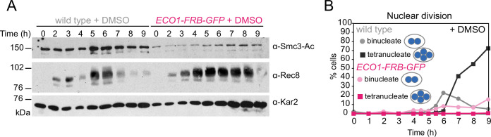 Figure 1—figure supplement 3.