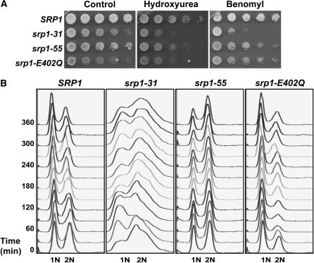 Figure 3.—