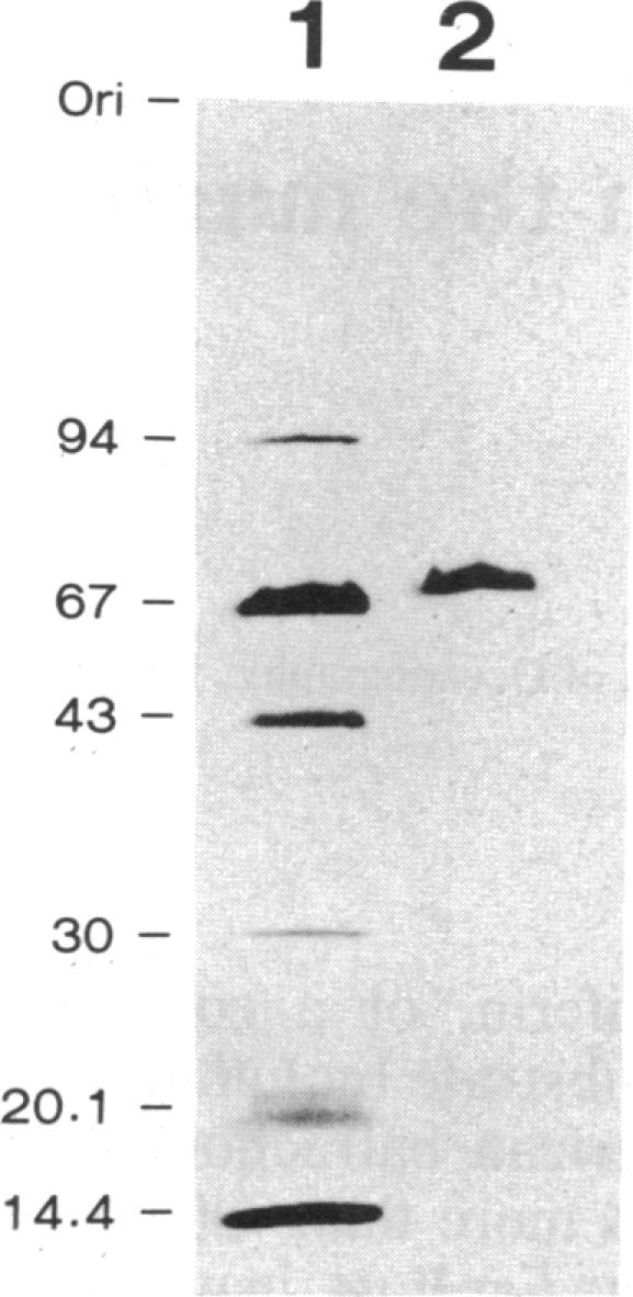 graphic file with name pnas00284-0136-a.jpg