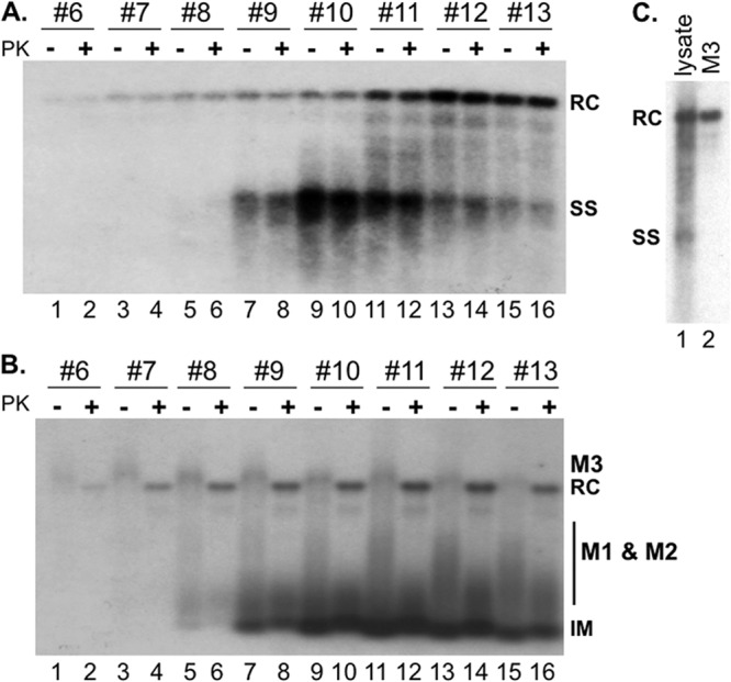 Fig 5