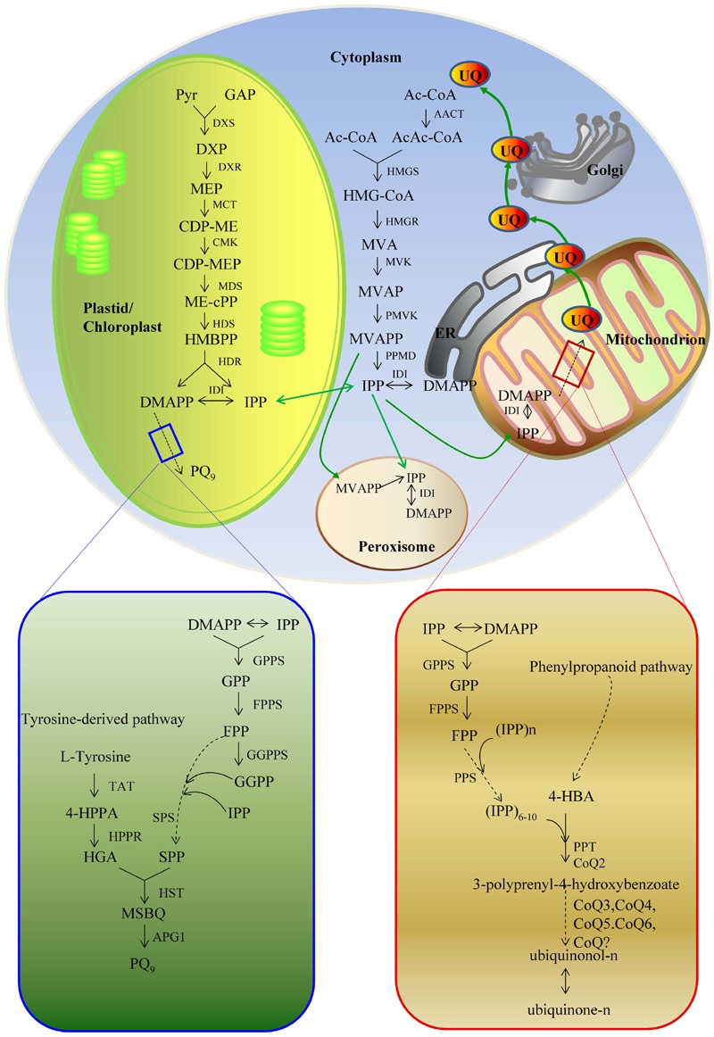 FIGURE 2