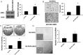 Fig. 3.