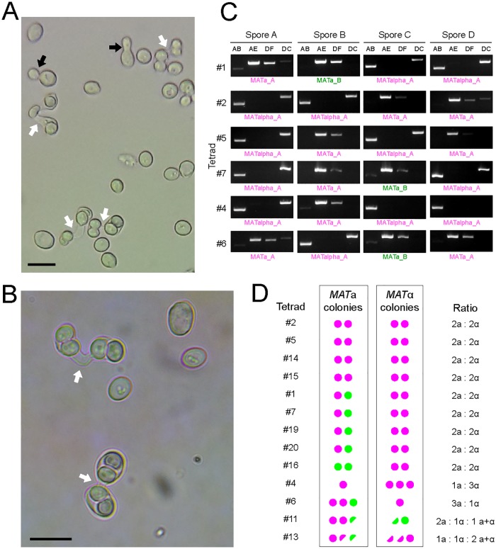 Fig 6