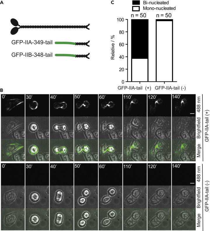 Figure 2