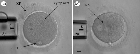 Figure 1.