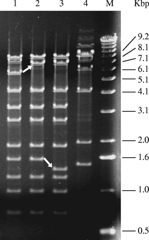 FIG. 2.