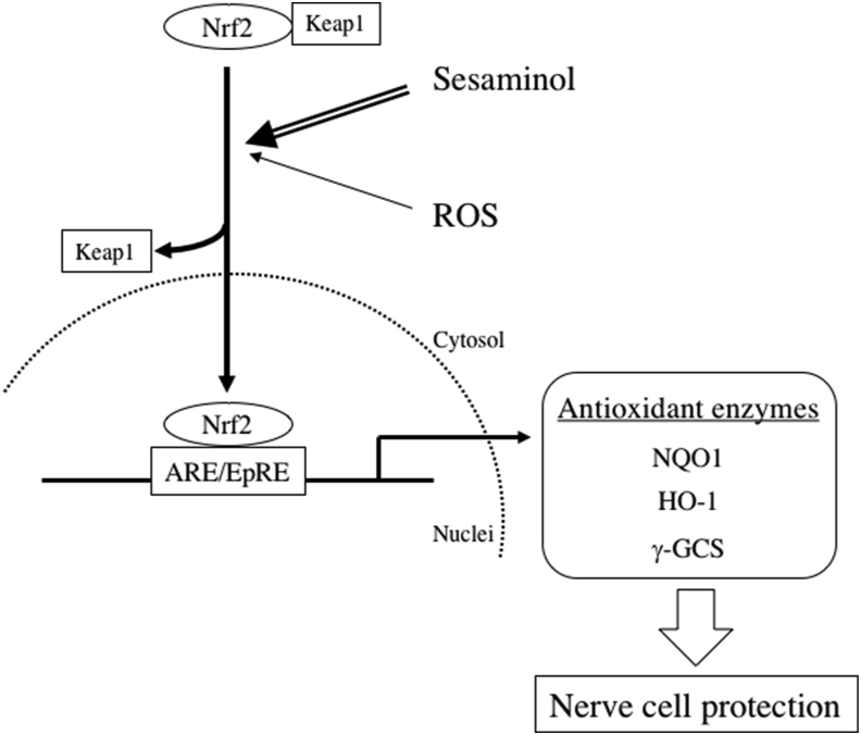 Scheme 2