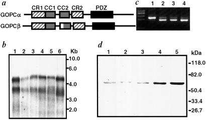 Fig 1.