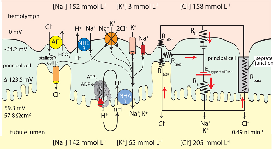 Fig. 3