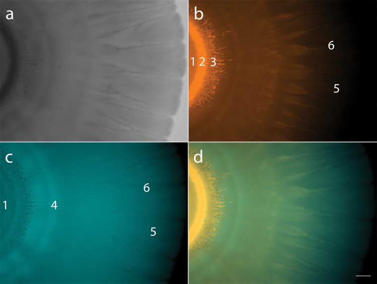 FIG 3