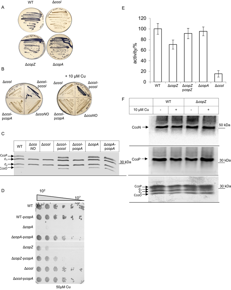 Figure 5: