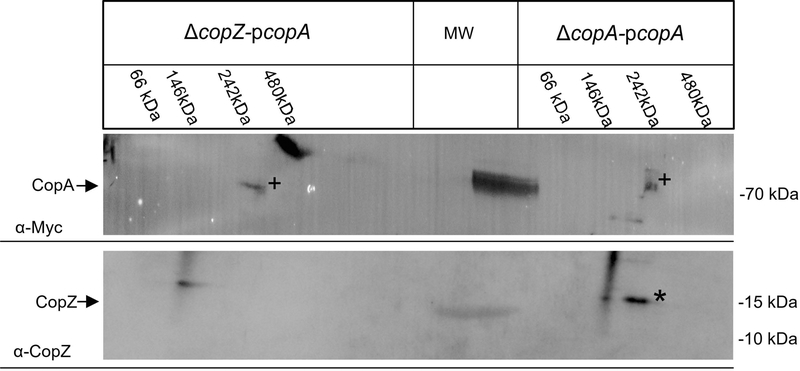 Fig. 7: