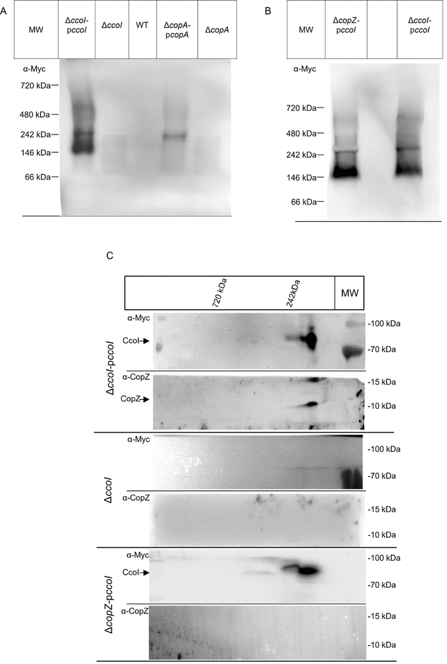 Fig. 6: