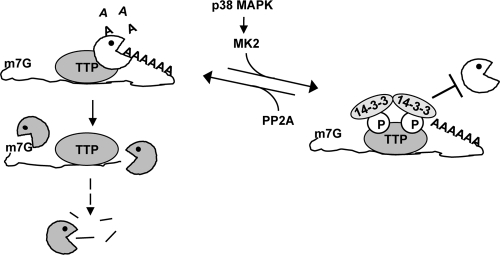 FIG. 7.