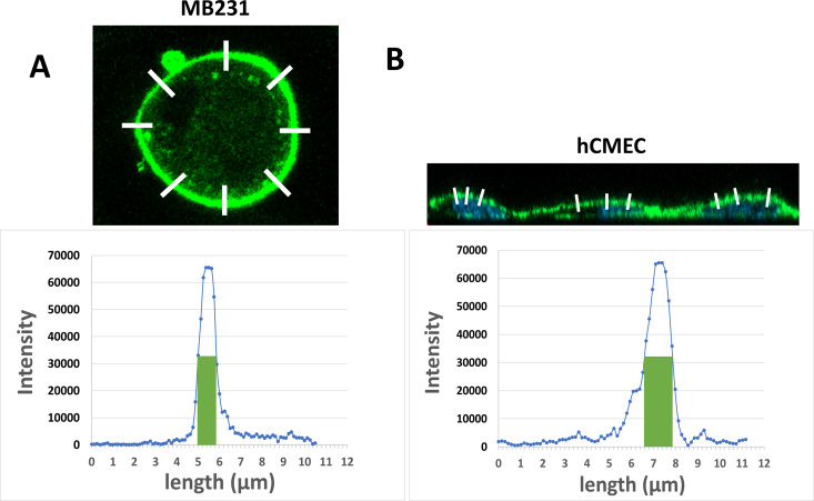 FIG. 8.