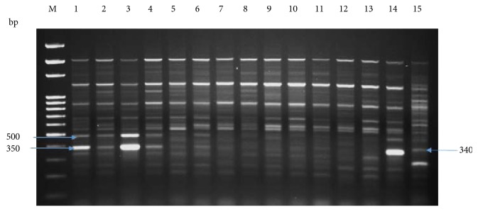 Figure 13