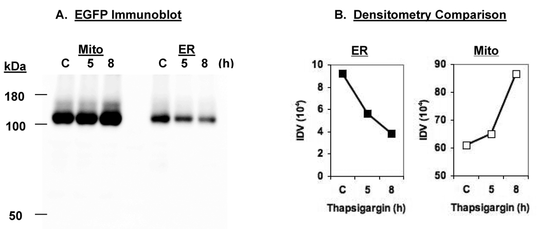 Fig. 8