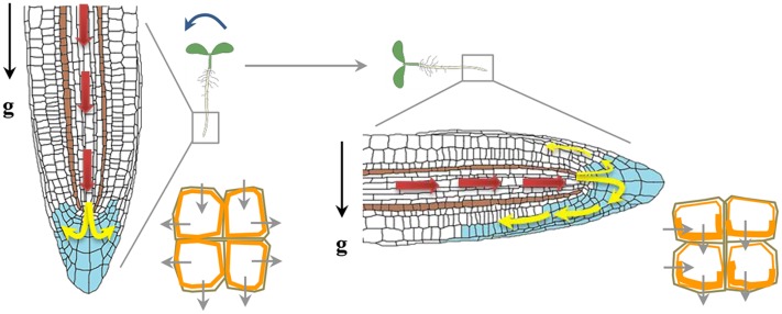 FIGURE 3