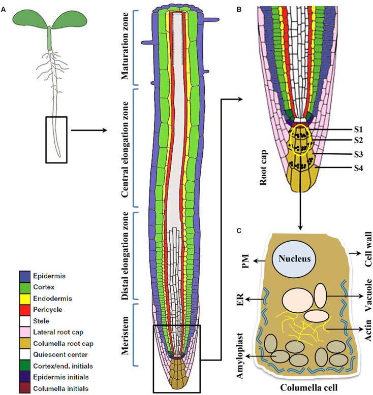 FIGURE 1