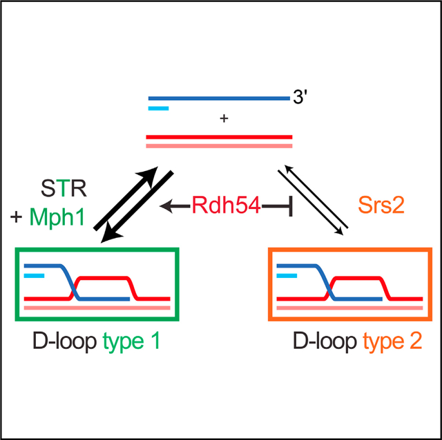 graphic file with name nihms-1025867-f0001.jpg