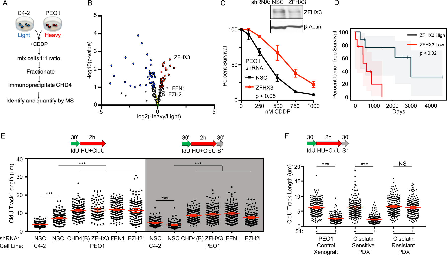 Replication Gaps Underlie BRCA deficiency And Therapy Response PMC Replication Gaps Underlie BRCA deficiency And Therapy Response PMC
