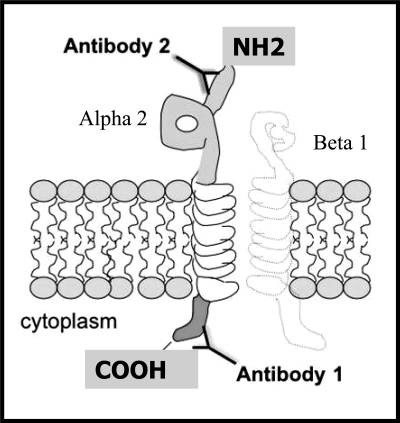 Fig. 1.