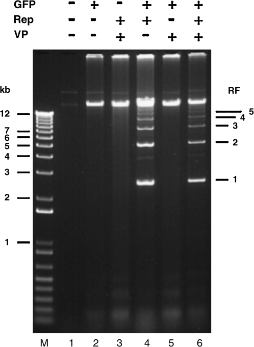 FIG. 3.