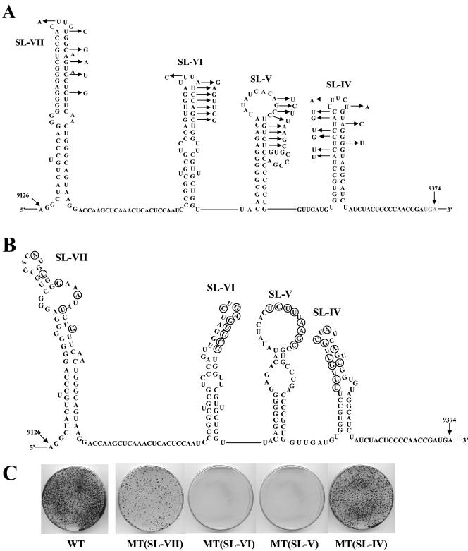 FIG. 3.