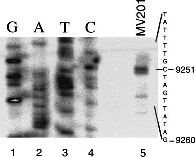 FIG. 1.