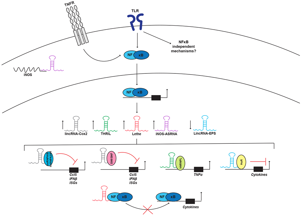 Figure 2: