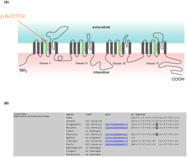 FIGURE 5