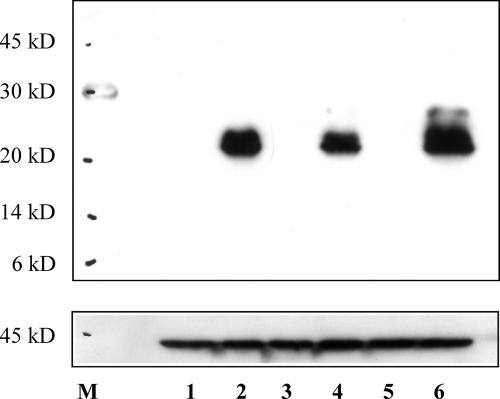 FIG. 6.