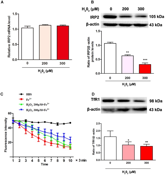 FIGURE 2