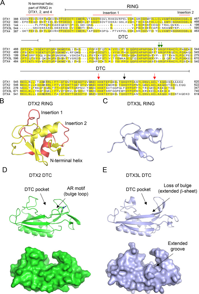 Figure 5—figure supplement 1.