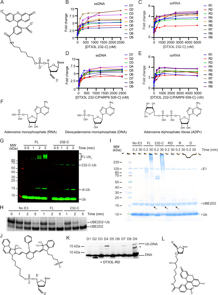 Figure 1—figure supplement 1.