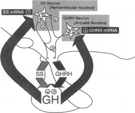 graphic file with name pnas01070-0070-a.jpg