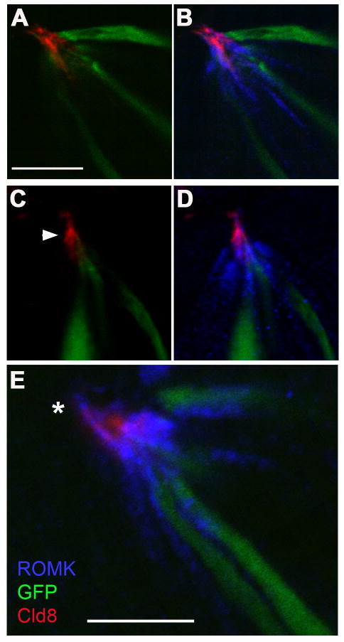 Figure 9